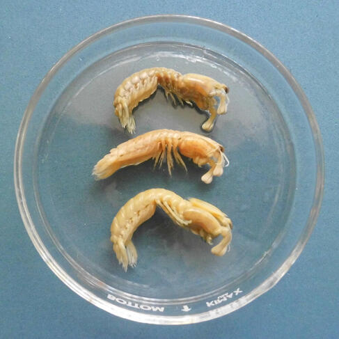 Hazel Halle - "Rock Mantis Shrimp" Hazel Halle - "Rock Mantis Shrimp"